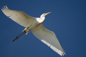 Great Egret Flying in a Blue Sky