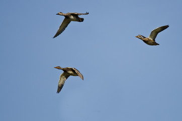 Flock of Ducks Flying in a Blue Sky