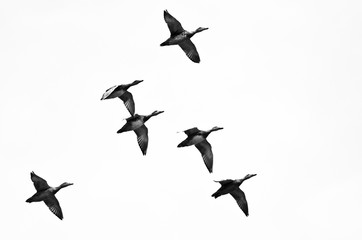 Flock of Ducks Flying on a White Background