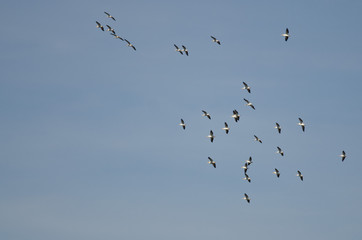 Flock of American White Pelicans Flying in a Blue Sky