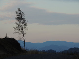 Lone tree at dusk in Grizedale, Cumbria. Lake District.