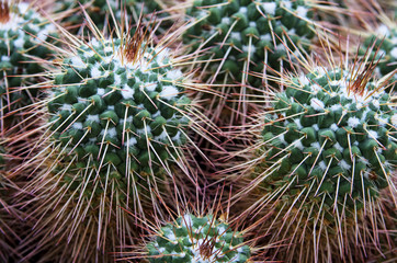 Closeup of a cactus plant.Mammillaria compressa cactus in botanical garden.