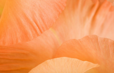 Fototapeta na wymiar Macro of gladiolus petals (abstract background)