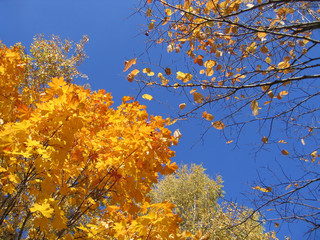 autumn trees