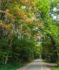 small country road through the woods with leaves just turning in fall
