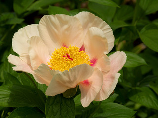 Obraz premium Pretty Peony and Green Leaves