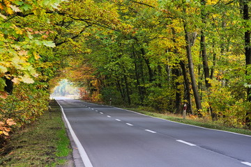 Droga przez jesienny las.