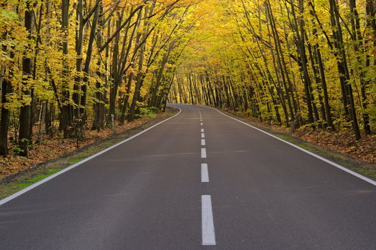 Fototapeta Droga przez jesienny las.