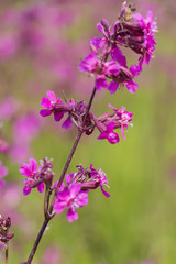 Fototapeta premium Red meadow flower Silene large