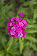 sprig of decorative studs during flowering