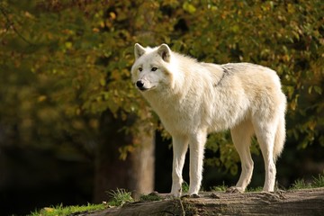 Loup blanc