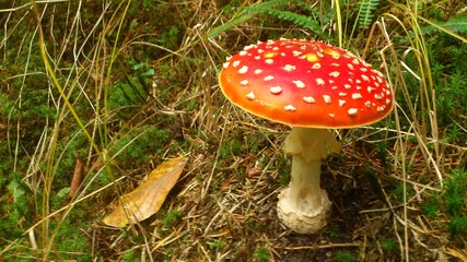 Fliegenpilz