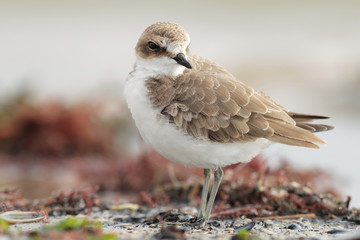 kentish plover
