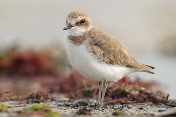 kentish plover