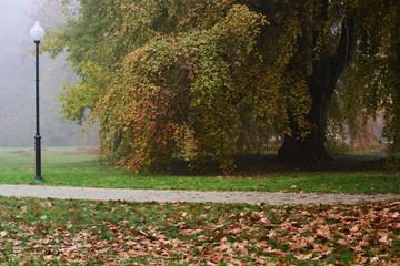 Jesień w parku.