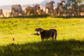 Thai sheepdog with herd of cow in nature background. Thai Dog is