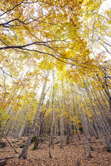 Beechwood