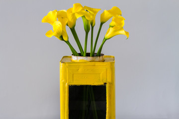 Bouquet of yellow calla lily in old metal yellow vase isolated over light grey background