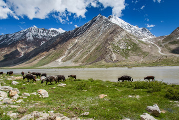 Fototapeta na wymiar Cow field with snow mountain Himalaya background.