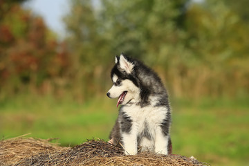 Puppy Malamute. 1 month