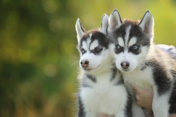 two little husky puppy