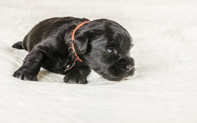 Small puppi breed Miniature Schnauzer