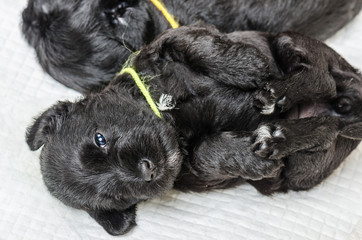 Small puppi breed Miniature Schnauzer