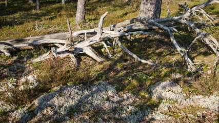 Freakish dry trees in the spring forest