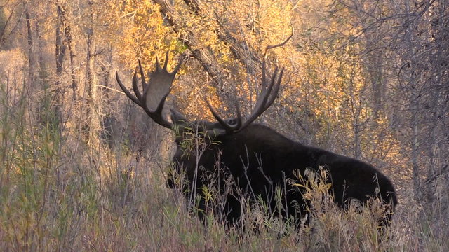 Bull Moose in Fall Teton N.P.