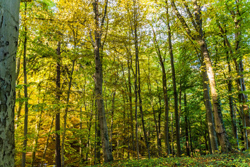 Fototapeta premium glashäger quellenthal