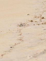Ghost crab on a beach on Mauritius