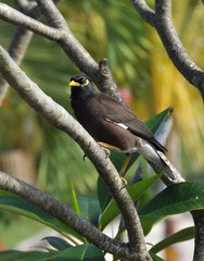 Fototapeta premium Common myna Acridotheres tristis sitting in a tree