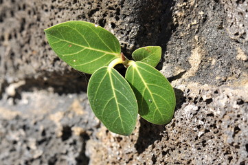 Plant sprouts in a crack in a rock