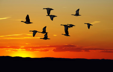Fototapeta na wymiar Flock of migrating snow geese