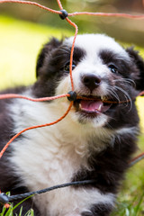 Fototapeta premium Dog playing with rope