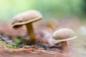 Landscape with mushrooms