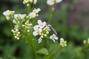 a beetle on a white flower closeup