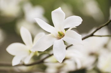 Fototapeta na wymiar Magnolia white flowers