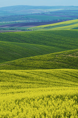 Obraz premium Rapeseed yellow green field in spring