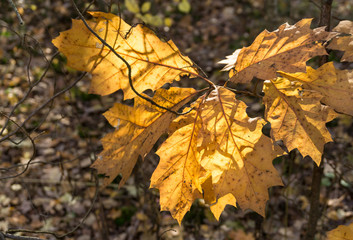 Autumn oak leaves. Autumn forest