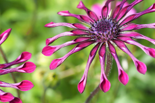 Spider Daisy Purple 