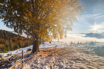 Colorful autumn trees with snow
