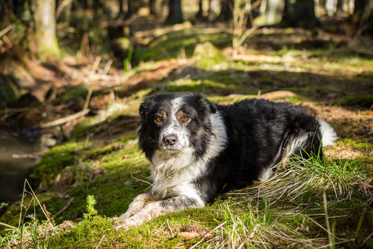 border-collie i skogen