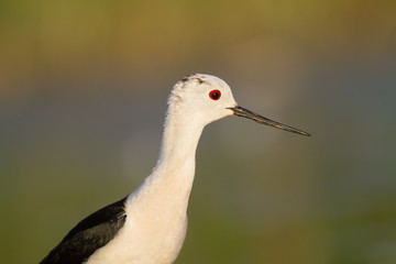 black-winged stilt portrait