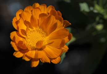Single Orange Calendula Officinalis