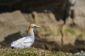 Gannet in Muriwai Regional Park,New Zealand