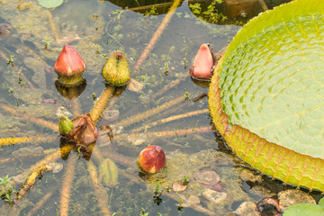 budding pink Victoria