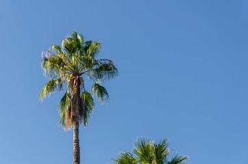 palm tree in front of a clear blue sky on a sunny day