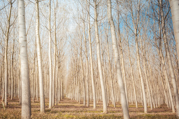 Poplar grove