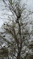 Birds in tree